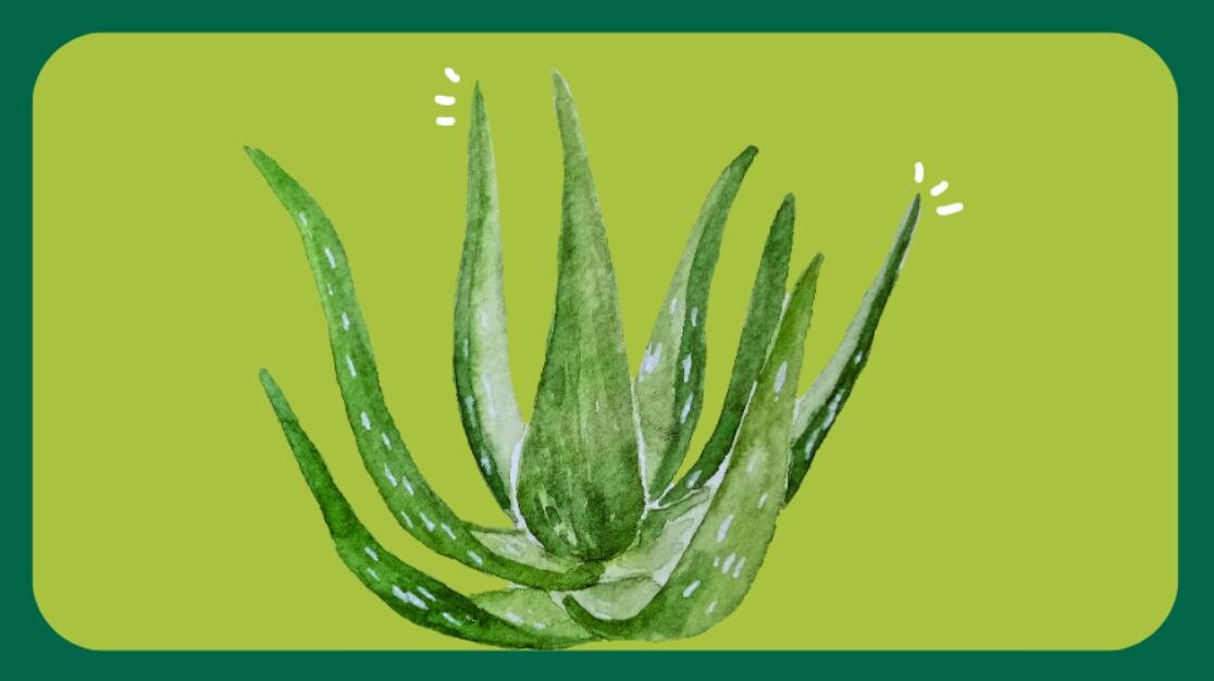 Aloe vera plant