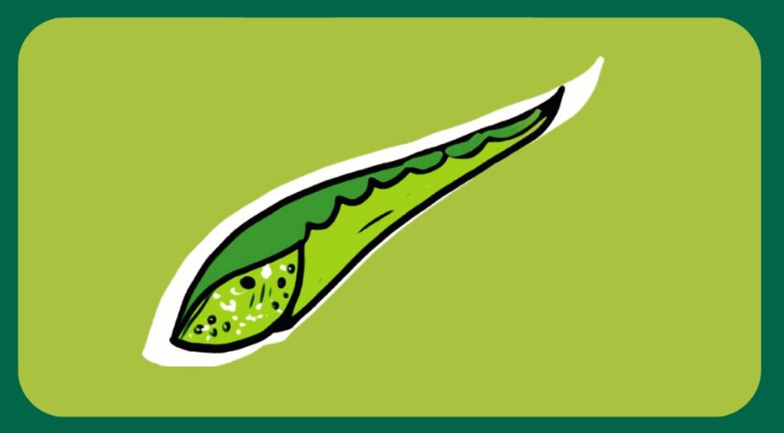 Aloe vera