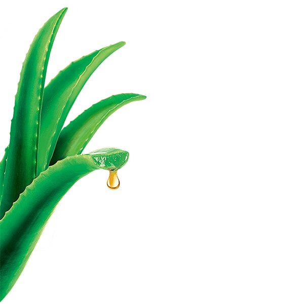 aloe vera aloe vera