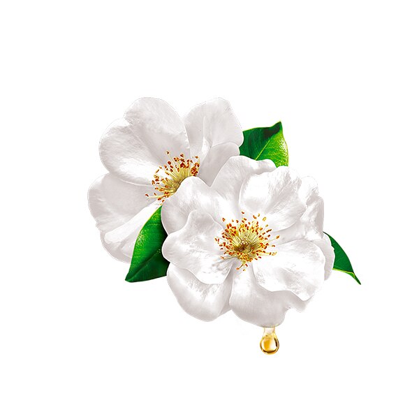 camellia camellia