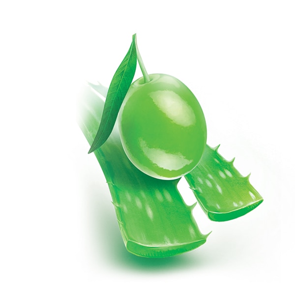 Aloe vera and olive Aloe vera and olive