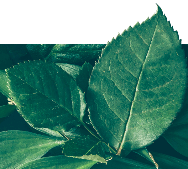 Leaves